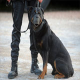 maitre chien casablanca maroc